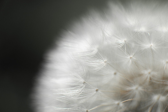 Dandelion Wishes