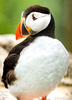 Portrait of a Puffin